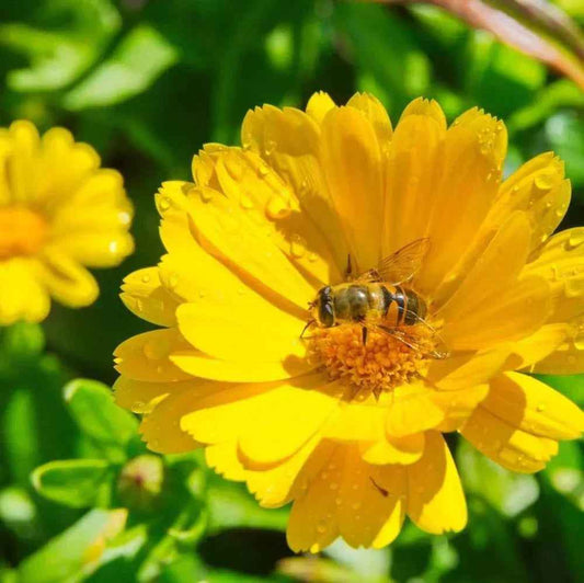 Calendula Oil: The Gentle Skin Soother - Oils By Ashy Grace