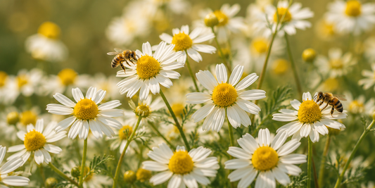 Chamomile - Gentle Comfort for Skin & Mind - Oils By Ashy Grace